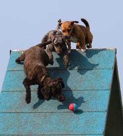 Dogs jumping on a a frame