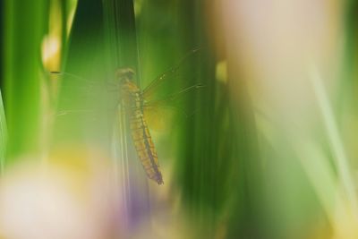 Close-up of insect on leaf