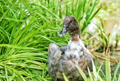 Close-up of a bird