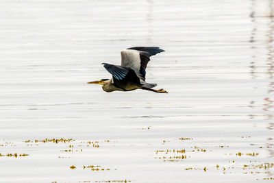 Bird flying over lake