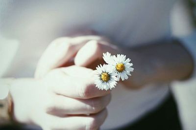 Close-up of cropped hand holding white flower