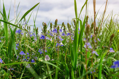 Green field grass with flowers veronica forget-me-not in the field