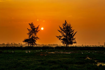 Trees on field against orange sky