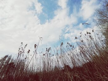 View of birds flying against sky