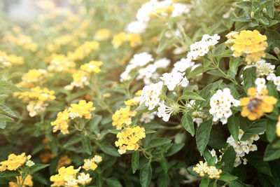 Close-up of yellow flowering plants