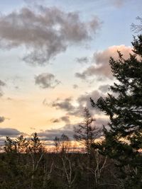 Low angle view of trees against sky