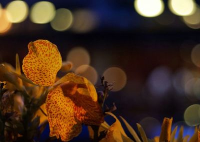 Close-up of flower against blurred background