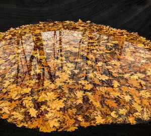 High angle view of autumn leaves on tree