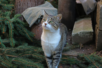 Portrait of a cat looking away