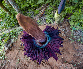 High angle view of peacock