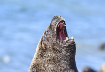 Close-up of dog