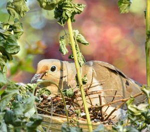 Close-up of bird perching on nest