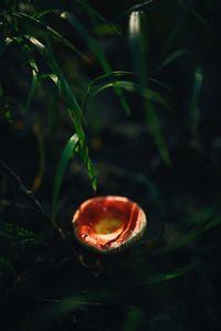 Close-up of lemon growing on field