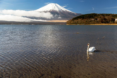 Birds on a lake