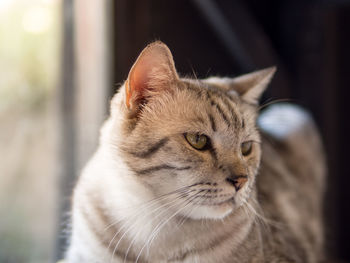 Close-up of a cat looking away