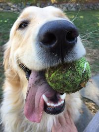 Close-up of dog carrying ball in mouth