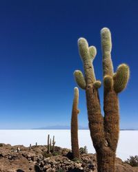 Cactus growing in desert against clear blue sky