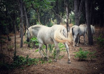 Horses on field