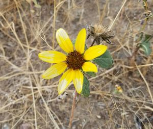 Close-up of insect on yellow flower