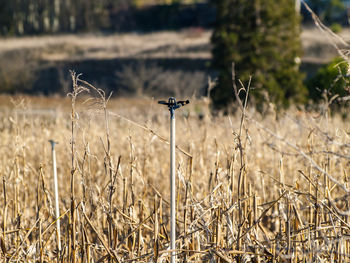 Close-up of wheat growing on field