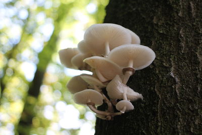 Close-up of white mushrooms growing on tree