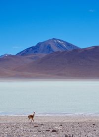 Llama standing at lakeshore against clear blue sky during sunny day