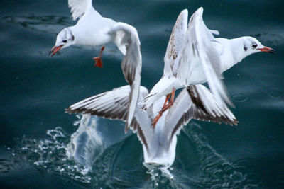 Close-up of swan flying over lake