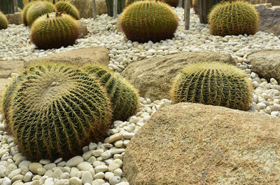 High angle view of succulent plant on field