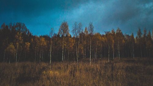 Trees growing on field against sky