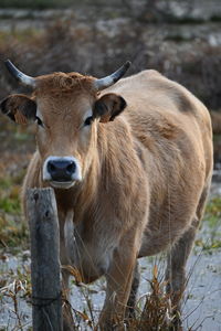 Thoughtful cow