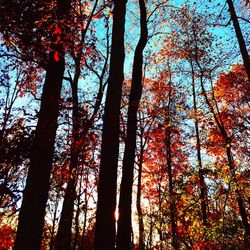 Low angle view of trees against sky