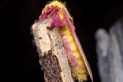 Close-up of pink flower over black background