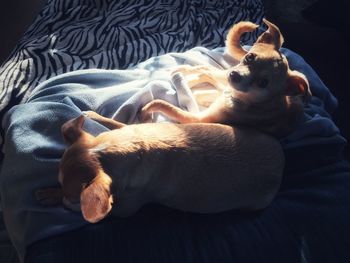 View of a dog resting on bed