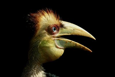 Close-up of a bird looking away