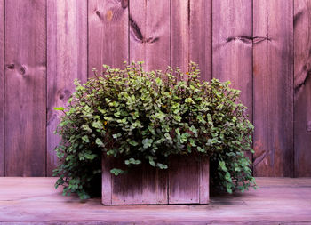 Close-up of ivy on purple tree