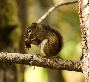 Close-up of squirrel eating while sitting on branch