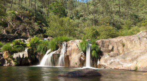 Scenic view of waterfall in forest