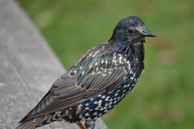 Close-up of starling perching on railing