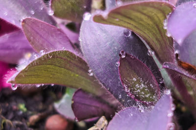 Close-up of wet purple flowering plant