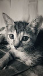 Close-up portrait of a cat