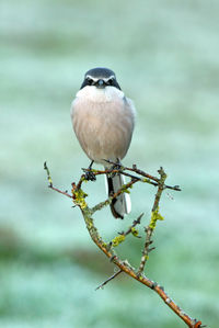 Close-up of bird perching on branch