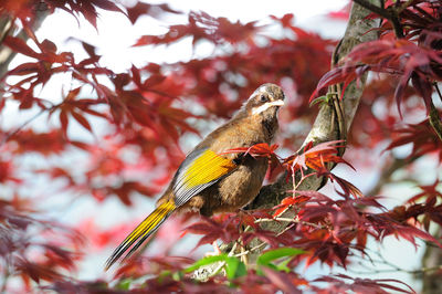 Bird perching on a tree