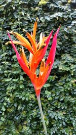 Close-up of orange flower