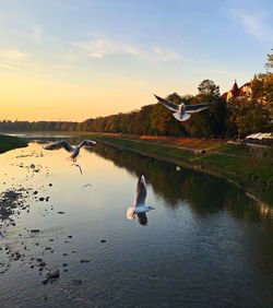 Birds flying over lake