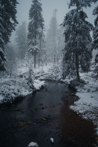 Snow covered land by trees in forest