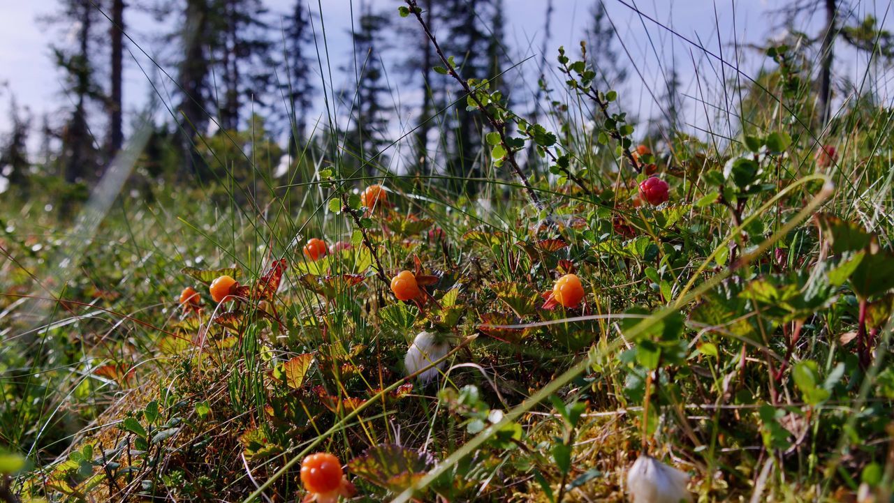 CLOSE-UP OF BERRIES ON PLANT