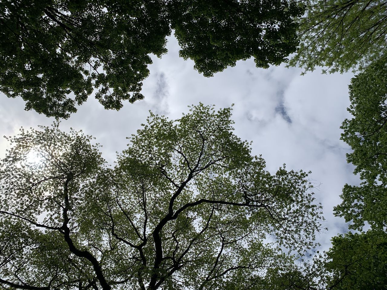 LOW ANGLE VIEW OF TREE AGAINST SKY