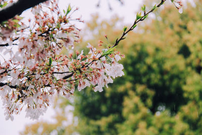 Close-up of apple blossoms in spring