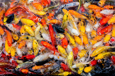 High angle view of koi carps swimming in lake