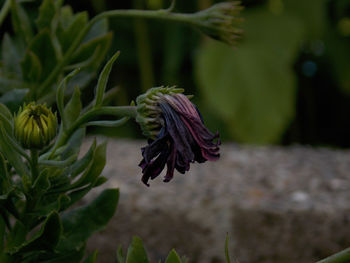 Close-up of wilted flower